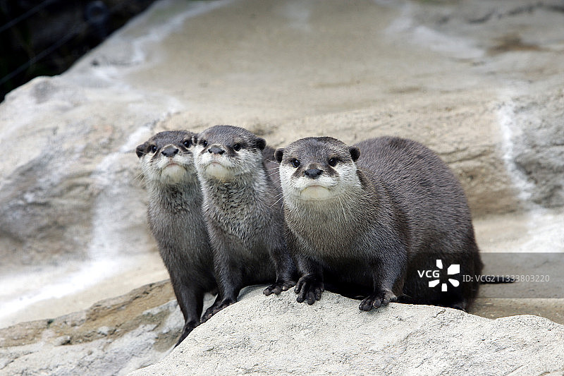 法国弗莱彻动物园的小爪水獭图片素材