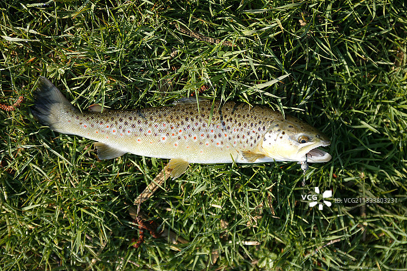 在法国弗朗什-孔泰捕获的棕鳟图片素材