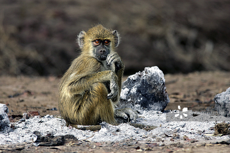 赞比亚南卢安瓜国家公园的幼年黄狒狒图片素材