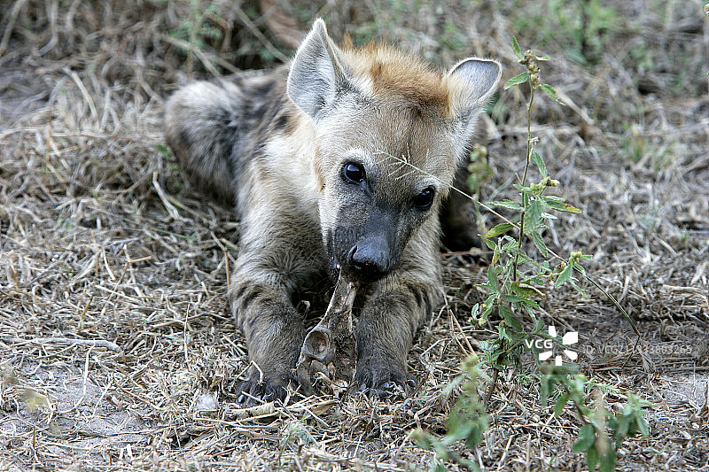 赞比亚南卢安瓜国家公园的幼年斑鬣狗图片素材
