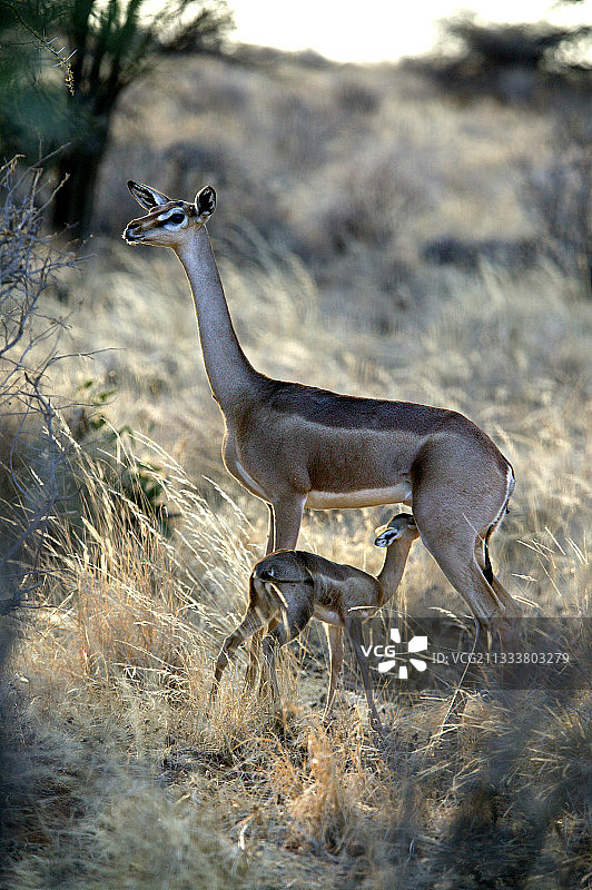 长颈羚在肯尼亚桑布鲁哺乳幼崽图片素材