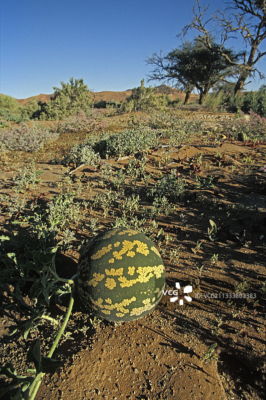 纳米比亚沙漠沙地上的卡拉哈里甜瓜图片素材