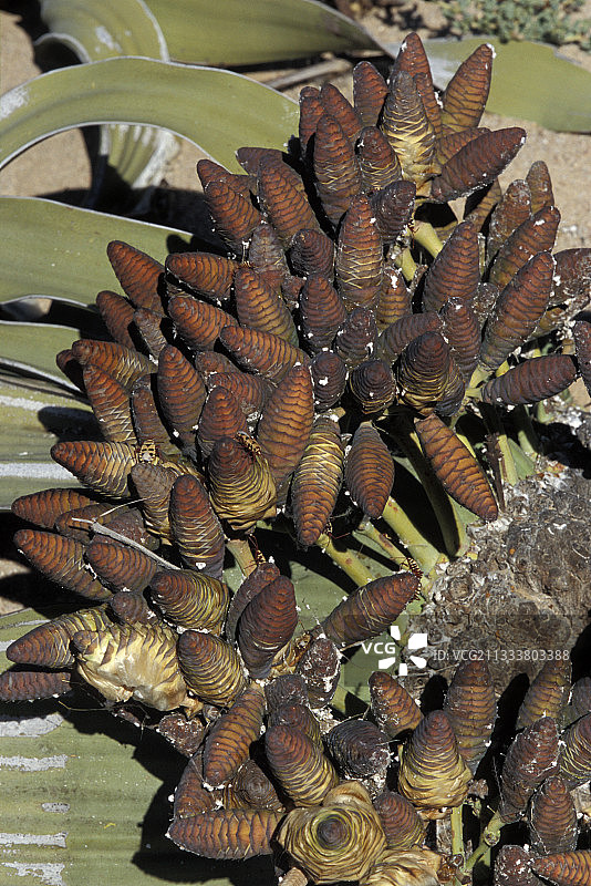 纳米比亚百岁兰雄性器官细节图片素材
