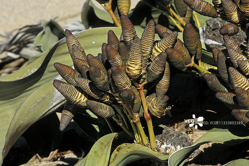 纳米比亚百岁兰雄性器官细节图片素材
