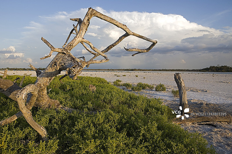 尤卡坦省，联合国教科文组织生物圈保护区，人与生物圈计划，里奥拉加托斯图片素材