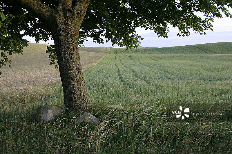 波兰北部Kachoubie与树木景观图片素材
