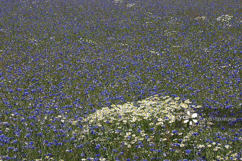 波兰北部卡丘比的夏季矢车菊和雏菊图片素材