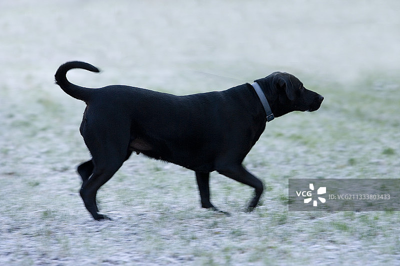在碎石路上奔跑的黑狗图片素材