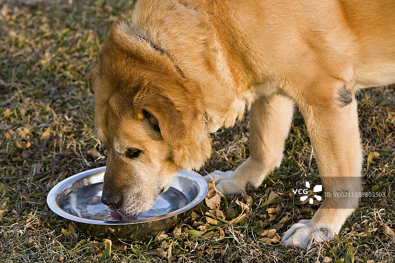 棕色小狗在盘子里喝水图片素材