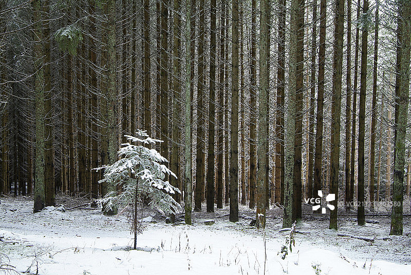 上卢瓦尔省空地上覆盖着雪的小冷杉树图片素材