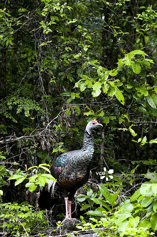 恰帕斯生物圈保护区图片素材
