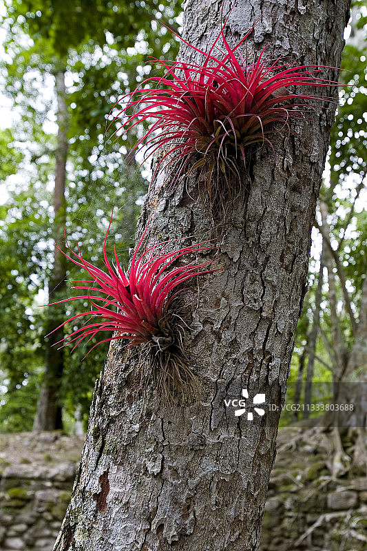 尤卡坦省卡拉克穆尔图片素材