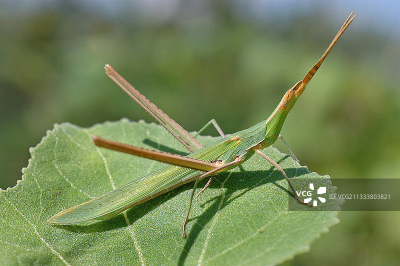 科西嘉岛上的雄性蝗虫图片素材
