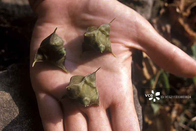 手中的菱角图片素材