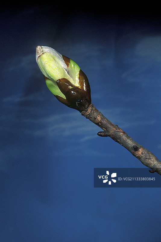 法国的欧洲七叶树树芽图片素材