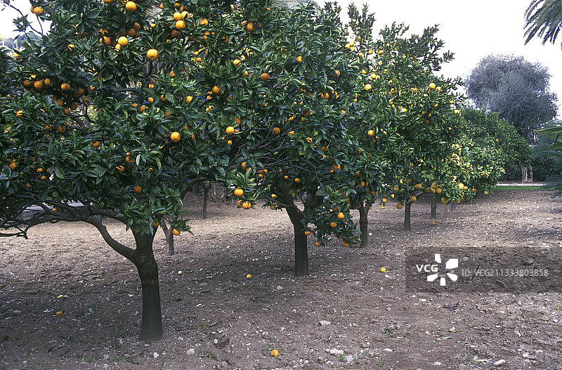 芒通卡诺莱斯地区的橘子果园图片素材