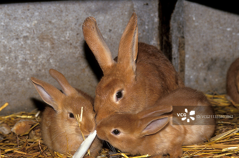 勃艮第黄褐色兔和幼兔图片素材