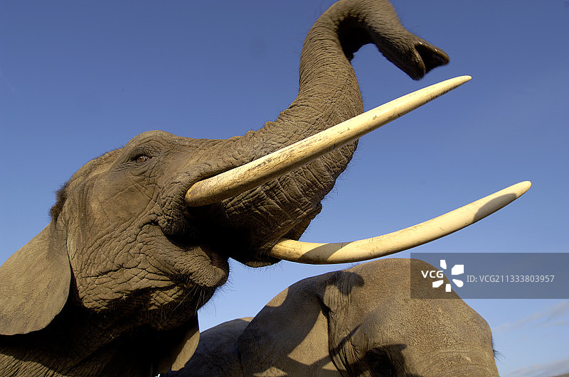 吼叫的非洲象图片素材