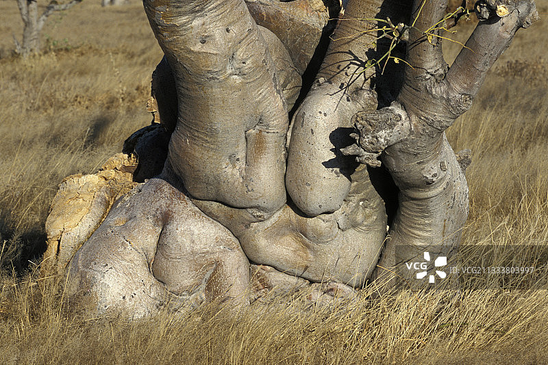 埃托沙国家公园的鬼树树干图片素材