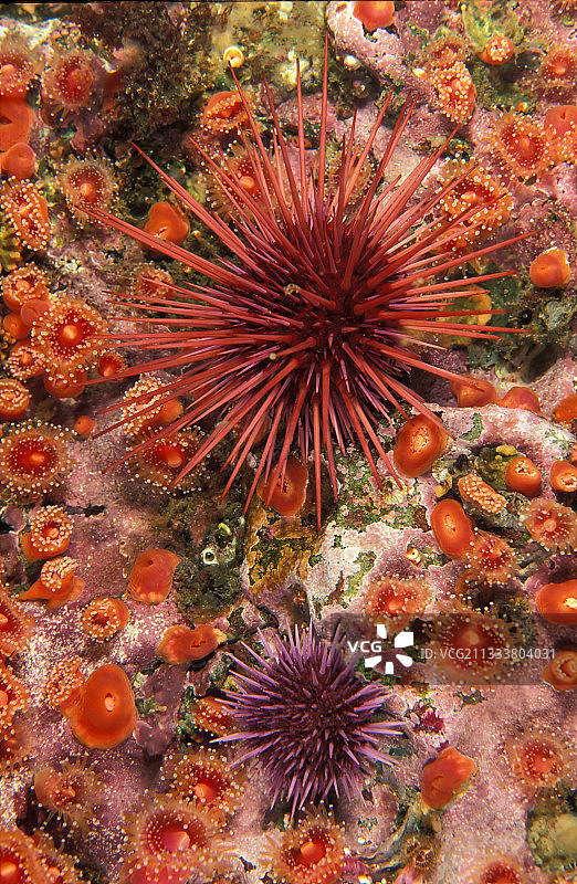 美国加州巨型红海胆的多态性图片素材