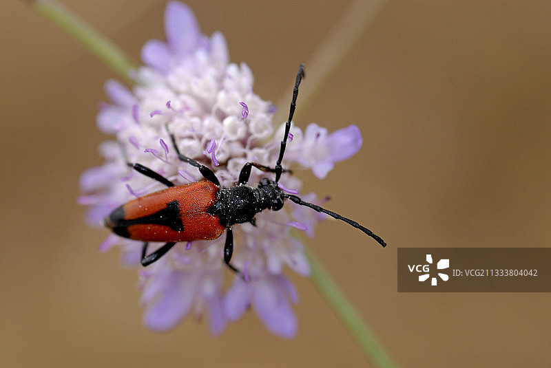 法国花朵上的鞘翅目昆虫图片素材