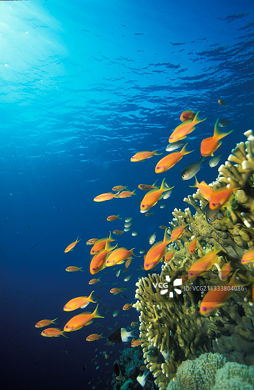 珊瑚和金花鮨（埃及）图片素材
