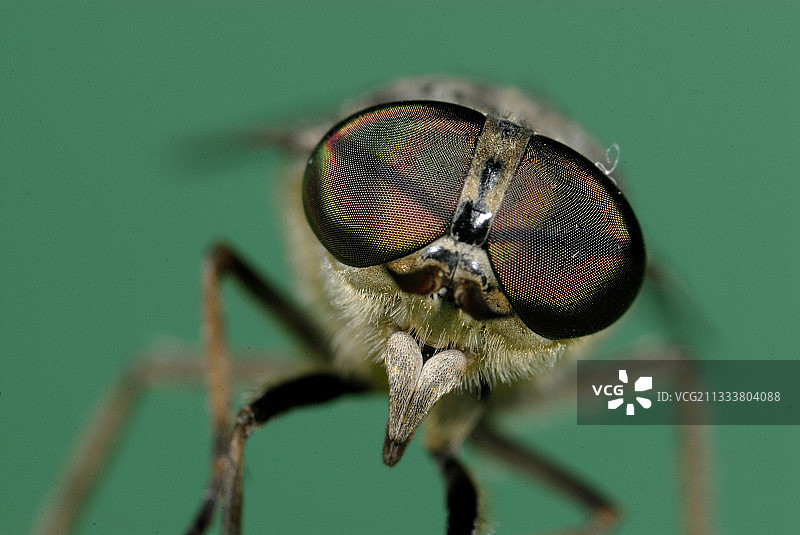 法国贝尔福的虻图片素材