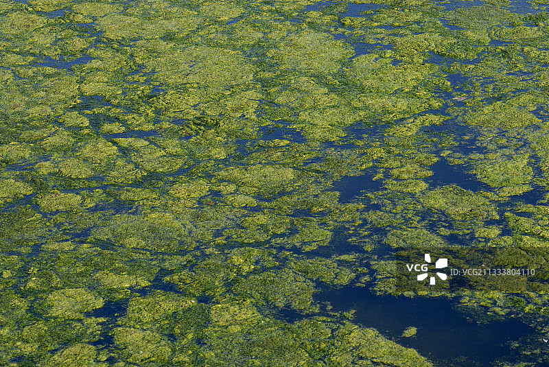 法国夏季河流中藻类大量繁殖图片素材