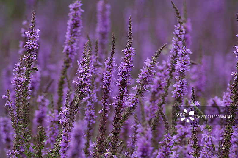 法国盛开的千屈菜图片素材