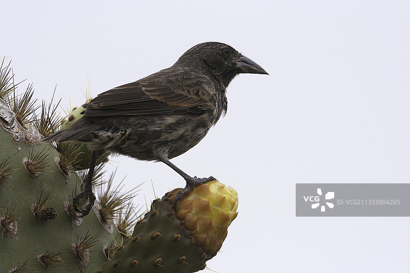 普拉扎岛图片素材
