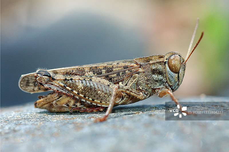 意大利蝗虫图片素材