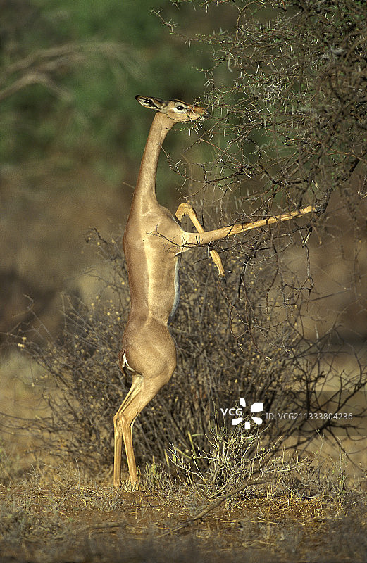 长颈羚站立取食（肯尼亚）图片素材