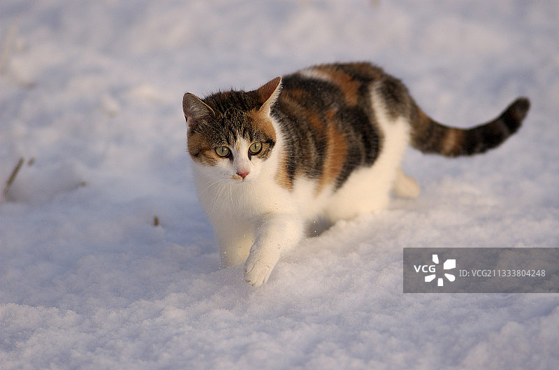 2005年12月，5个月大的母猫图片素材