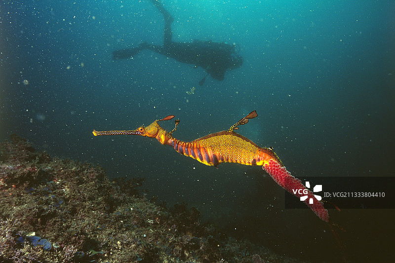 雄性海龙携带卵图片素材