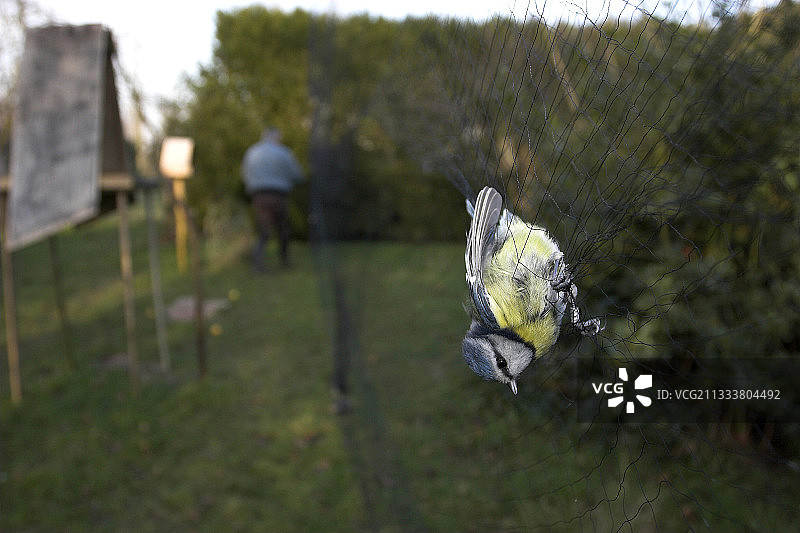 在法国被标记的蓝山雀图片素材