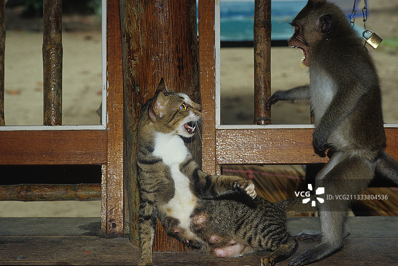 在泰国阁昌岛猴子攻击猫图片素材