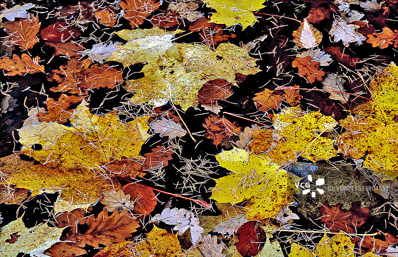 覆盖着落叶的池塘水面（法国）图片素材