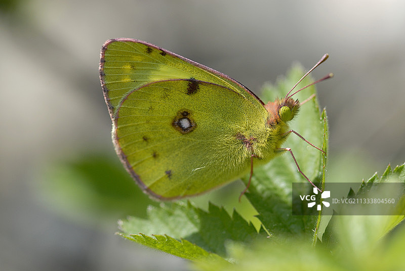 法国：多瑙河黄粉蝶在林地草莓叶上图片素材
