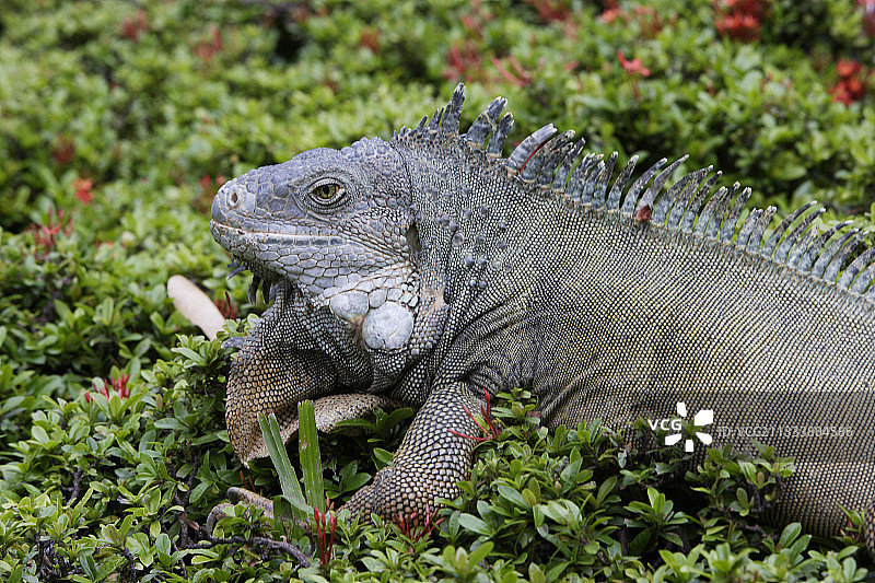 瓜亚基尔加拉帕戈斯群岛鬣蜥公园中的普通绿鬣蜥图片素材