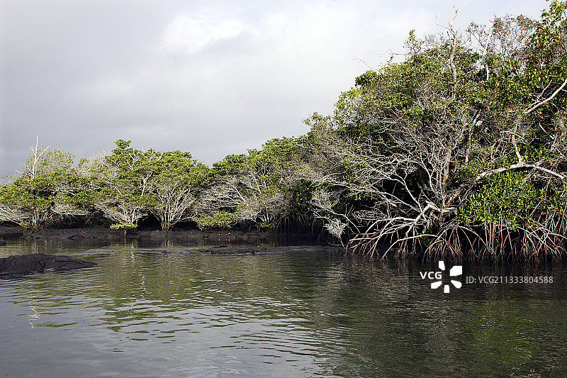 埃斯皮诺萨角，费尔南迪纳岛图片素材