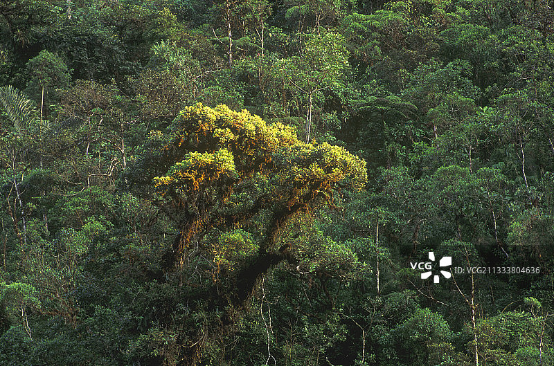 马努秘鲁国家公园热带森林中的巴科图片素材