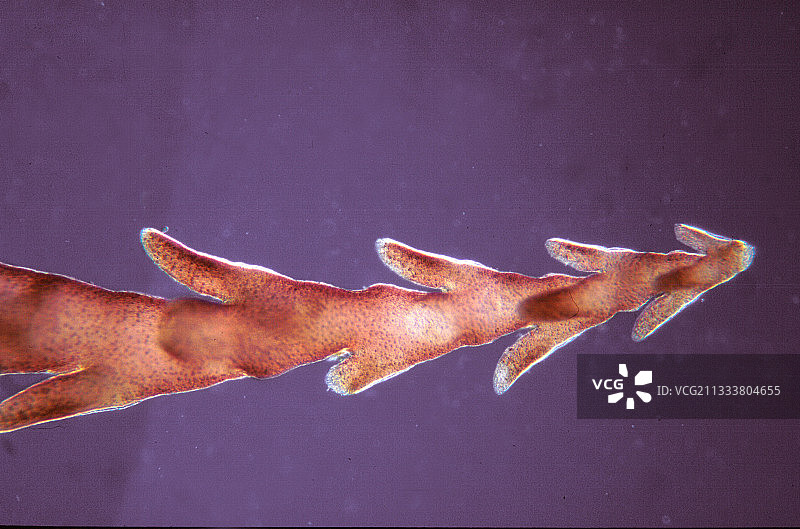 浅水区的光合性滨海藻类图片素材