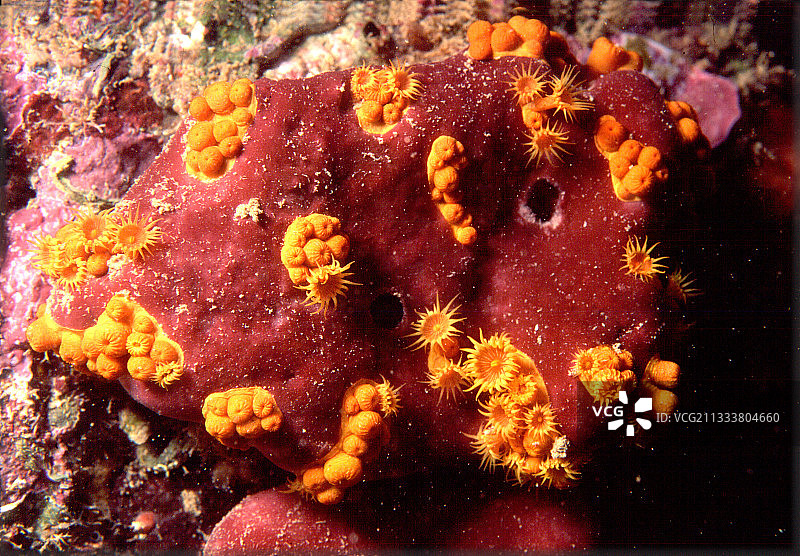 地中海的橙色柳珊瑚群图片素材