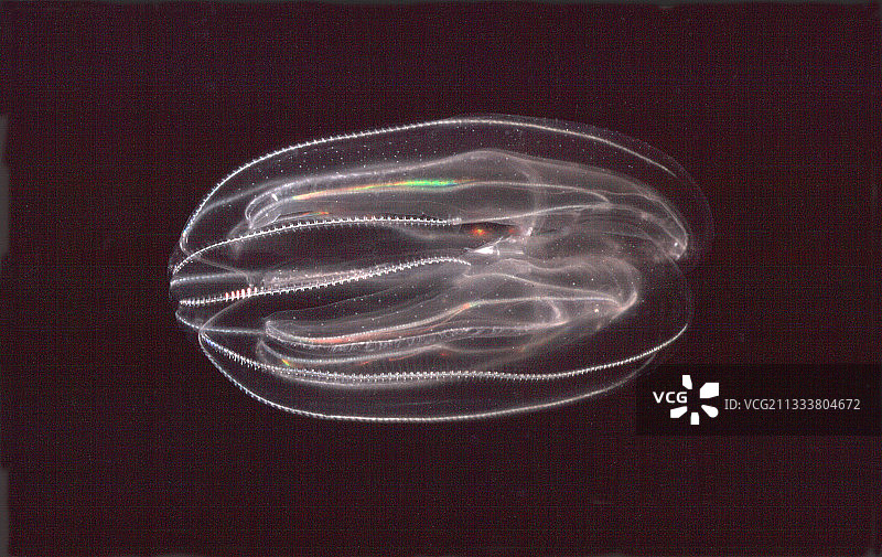 这种侧腕水母由活的明胶制成，几乎是透明的图片素材