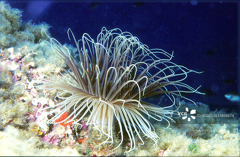 北海物种：以浮游生物或小型贝类为食的触手图片素材