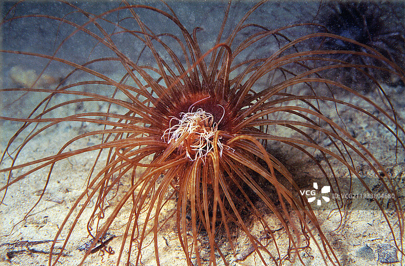 北海物种。它的触须使其能够以浮游生物或较大的动物（小型贝类）为食。触手冠的直径约为20厘米。图片素材