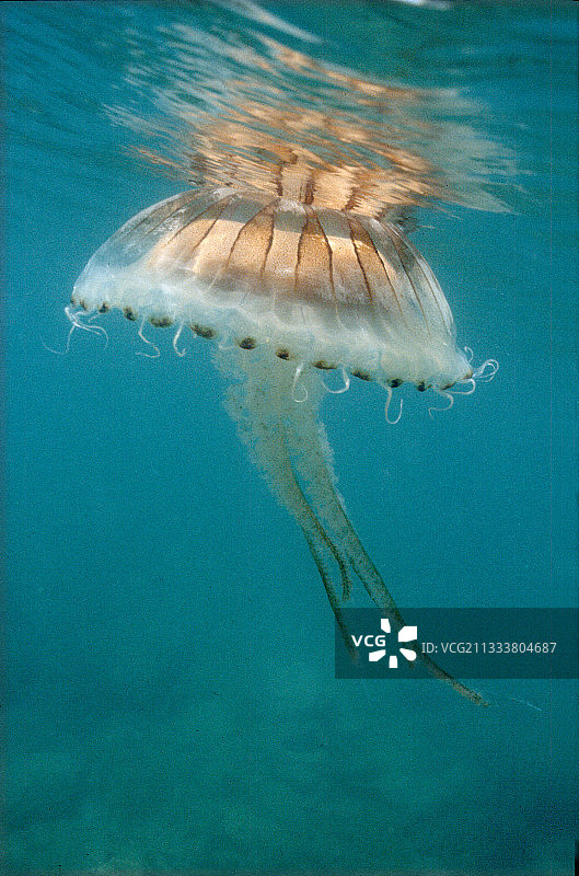 海滩边缘附近的水母图片素材