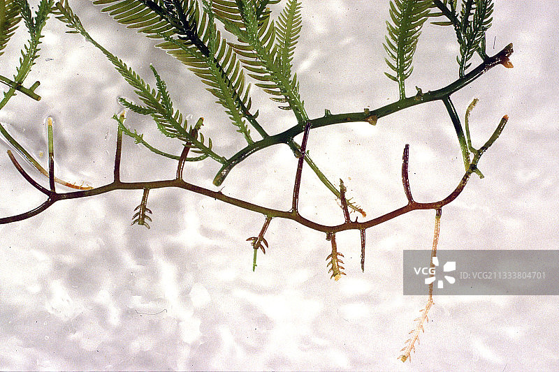 需要注意的是图片上的数量，这解释了当群体建立时难以根除的原因。（2000年，地中海北部已有10000公顷被入侵）。图片素材