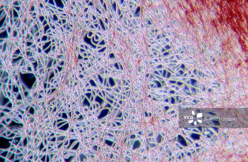 这种藻类春季出现，以拍打模式固定在坚硬的石头上，是一种在红色小丛中生长的喜光藻类图片素材