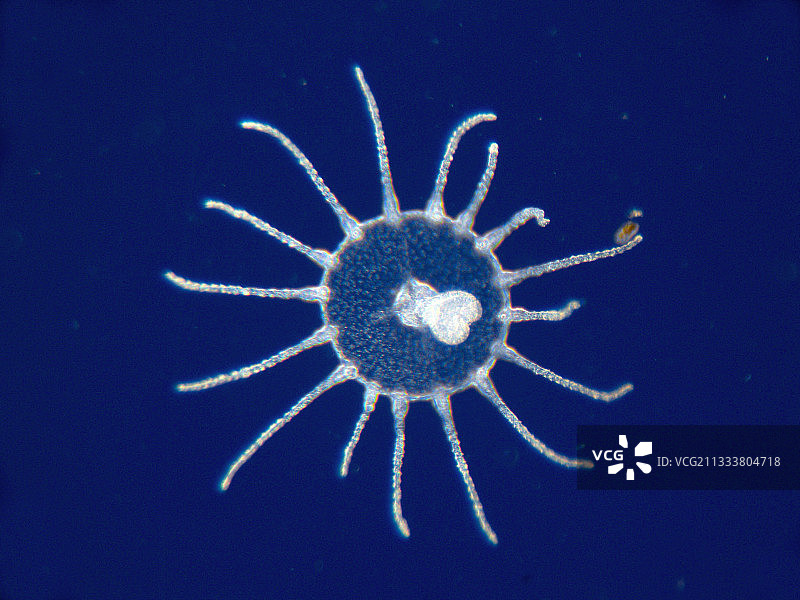 非常小的水母（直径约1.5毫米）。地中海春季所有标本图片素材